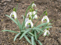 /album/fotogalerie-nabidka/galanthus-elfin-jpg2/